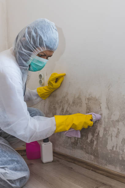 Best Forensic Mold Investigation  in West Liberty, OH